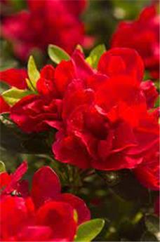 Azalea japonica Encore® Bonfire Pot C4 rouge