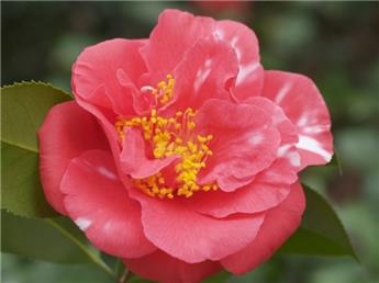 Camellia japonica Laura Walker Pot C7.5 ** 7 ans ** Mellifere