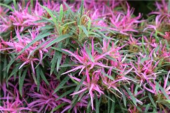 Azalea japonica Starstyle® Lilac Pot C3