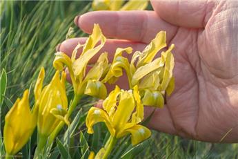 Iris pumilia Brassie (Jaune) Pot C2.5L