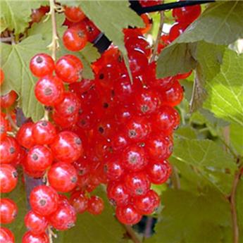 Groseillier Rosetta Pot C2.7 Litres ** Fruits rouge clair **