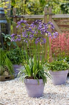 Agapanthus Poppin Purple Pot P19 cm