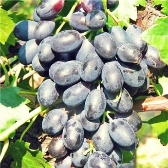 Vitis vinifera Black Helios Pot C3 ** Presque sans pépis Très résistante aux maladies et au froid ** ** Greffé / pied américain **