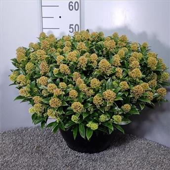 Skimmia japonica Godrie Dwarf Pot P32 cm *** Variété Compacte très parfumée ***