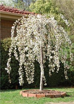 Prunus Snow Fountains Snofozam Haute Tige 12 14 Pot C35 * Tronc 180 cm