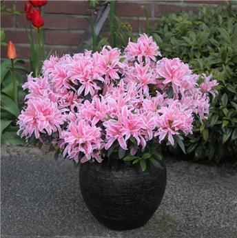 Azalea japonica Pink Spider Pot P17cm *** Nouvelle Variété*****