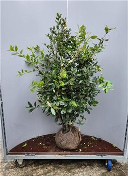 Quercus ilex Buisson 100 125 cm XXL Motte