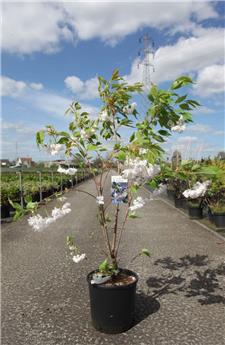 Prunus serrulata Shimidsu Buisson 125 150 cm Pot C12 * Cerisier du japon blanc **