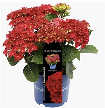 Hydrangea macrophylla Curly Wurlys Red Pot C5Litres