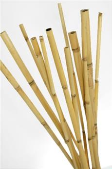 Tuteur bambou 420 cm Diam. 30 35 mm