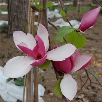 Magnolia loebneri Wildcat 100 125 Pot