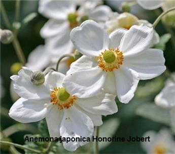 Anemone Honorine Jobert Pot P29 cm XXL