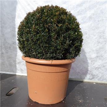 Taxus baccata Boule 40 45 cm motte ou pot
