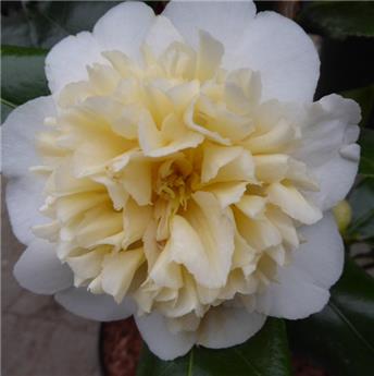 Camellia japonica Jury´s Yellow (blanc) Pot C4  5 ans