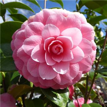 Camellia williamsii E.g. Waterhouse Pot C5