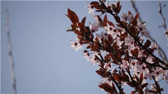 Prunus cerasifera Pissardii Demi Tige Pot 12 14 xxl