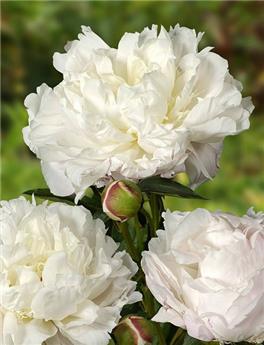 Paeonia lactiflora Shirley Temple Pot P12-17  ** Blanche très parfumée **