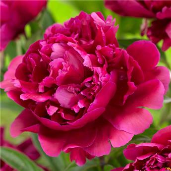 Paeonia lactiflora Karl Rosenfield Pot P12-17 ** Rouge parfumée **