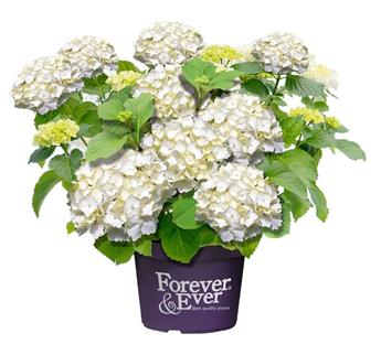 Hydrangea macrophylla Forever and Ever Blanc Pot C10L