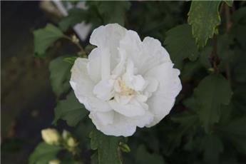 Hibiscus syriacus White Chiffon c5