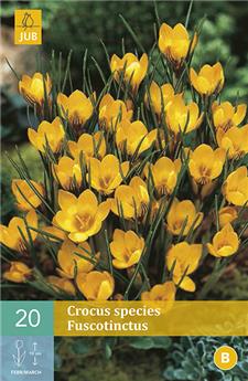 Crocus chrysanthus Fuscotinctus * 15 pc cal.5/+  ** Parfumé **