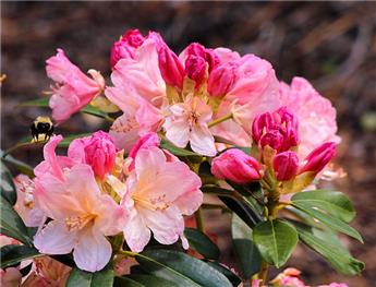 Rhododendron Gomerer Waterer 50 60 Pot C7.5