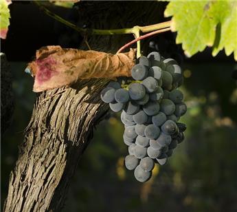 Vitis vinifera Le Nero Pot C2 ** Variété résistante aux maladies et au gel jusqu´à - 25° **