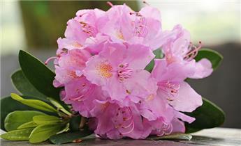 RHODODENDRON hyb. Furnival's Daughter (rose) C.15L
