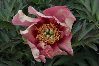 Paeonia itoh Old Rose Dandy XXTRA Pot C5Litres