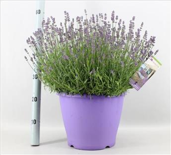 Lavandula angustifolia Essence Purple Pot P26 cm