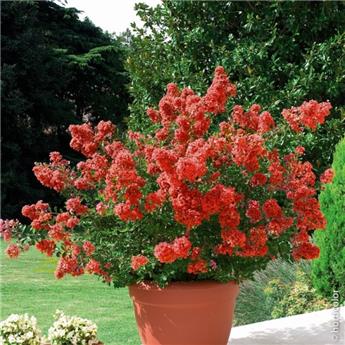 Lagerstroemia indica Petite Canaille Rouge Pot C7.5L ** Rouge **