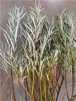 Salix Rosmarinifolia 60 80 CM JPL RN *** Remise importante à partir de 10 plantes **